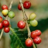 一项新研究在检测咖啡豆蛀虫侵染方面取得了突破