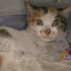 中国三花猫“偷渡”美国 无食无水生存三周