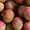 过量食用荔枝或引发“荔枝病” 严重时可导致昏迷