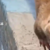 夫妻抓住偷柑橘的竹鼠烤来吃确诊肺炎 医生：这种菌太危险