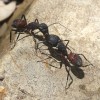为什么蚂蚁会把同类的尸体搬回巢穴 是要吃掉吗?