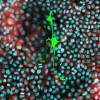 科学家发现癌细胞转移新伎俩：靠“偷线粒体”增强转移能力