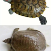 鳖看起来那么弱，为什么龟没有完全淘汰掉鳖？