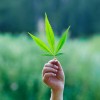 研究发现吸食大麻会使心脏病死亡风险增加一倍