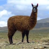 Meta或弃用自研AI模型 Llama4表现不佳成转折点