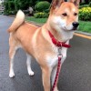 多地宣布解除禁养中华田园犬上热搜 网友吵翻：属不属于烈性犬？