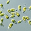 无需地球补给 3D打印生物塑料容器让藻类在火星自给自足
