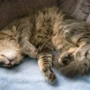 科学家解释猫咪为何总是左侧卧睡觉