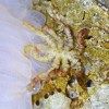 基因缺失，尸体消失 进化史上最奇怪的情节转折