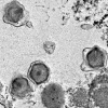 微生物学家在海洋生态系统中发现了200多种新的巨型病毒