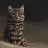 这是已知最致命的猫科动物 一晚上就猎杀14只小动物 一年猎杀3000只啮齿动物