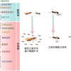 工蚁为何放弃繁殖养育同类 科学家揭开蚂蚁亿年演化之谜