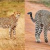 猎豹也是猫科动物，为什么它没有像花豹一样擅长爬树呢？