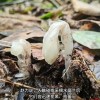 它被称为“幽冥之花” 人一碰就变黑，长得冰清玉洁却靠打劫维生