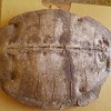 叙利亚出土5000万年前的海龟化石 震惊古生物学家