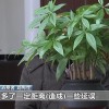 约车“张冠李戴” 司机收入缩水 央视调查网络货运消费乱象