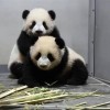 最后两只返还中国 日本国内没有大熊猫了